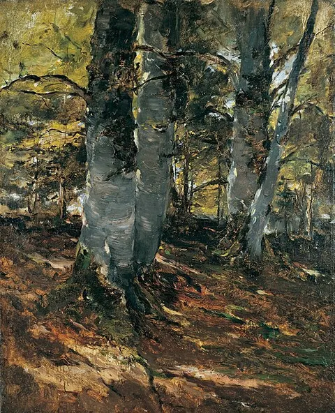 Beechwoods at Polling, Bavaria