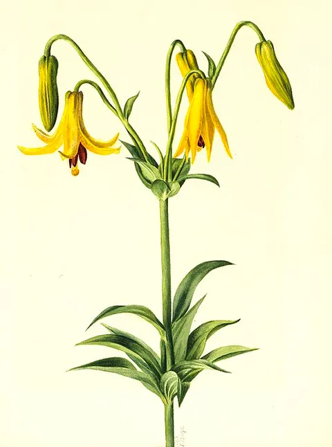 Canada Lily (Lilium canadense)
