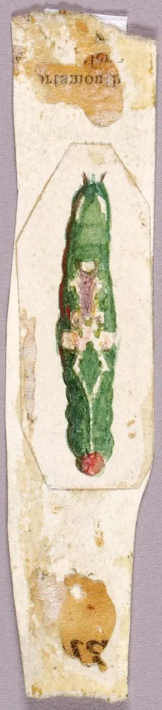 White Birch Leaf Edge Caterpillar, study for book Concealing Coloration in the Animal Kingdom
