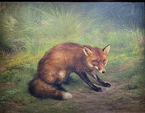Étude de renard