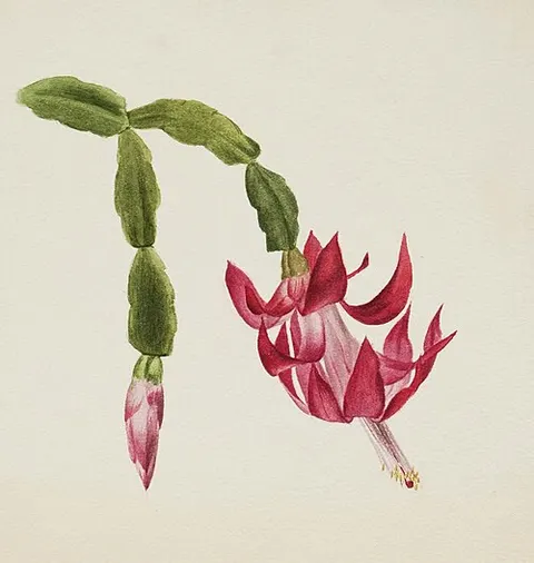 (Untitled--Flower Study)