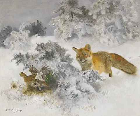 Fox and Black Grouse hen in winter landscape