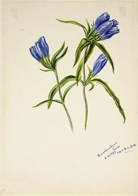 Closed Gentian (Gentiana andrewskii)
