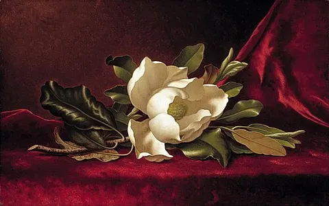 The Magnolia Blossom