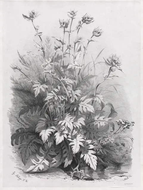 Groups of Various Plants Drawn After Nature:  No. 7
